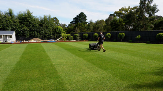 Lawn Care Basics - How to have a nice lawn!